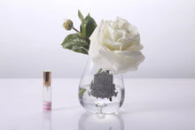 Load image into Gallery viewer, Côte Noire Tear Drop Tea Rose - Ivory White - Clear Glass