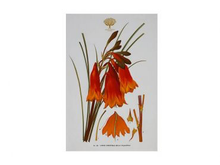 Load image into Gallery viewer, Royal Botanic Gardens Victoria Botanic Tea Towel 50x70cm Christmas Bells
