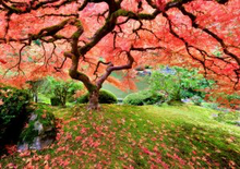 Load image into Gallery viewer, Peter Pauper Press 1000 Piece Puzzle - Japanese Maple Tree