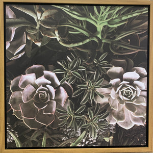Framed Print - Succulent