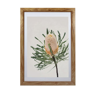 Framed Print - Native Banksia (Small)